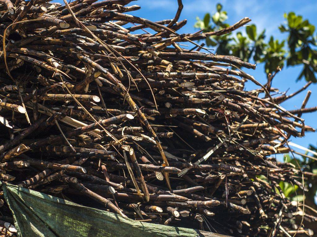 Sugarcanes ready for the market