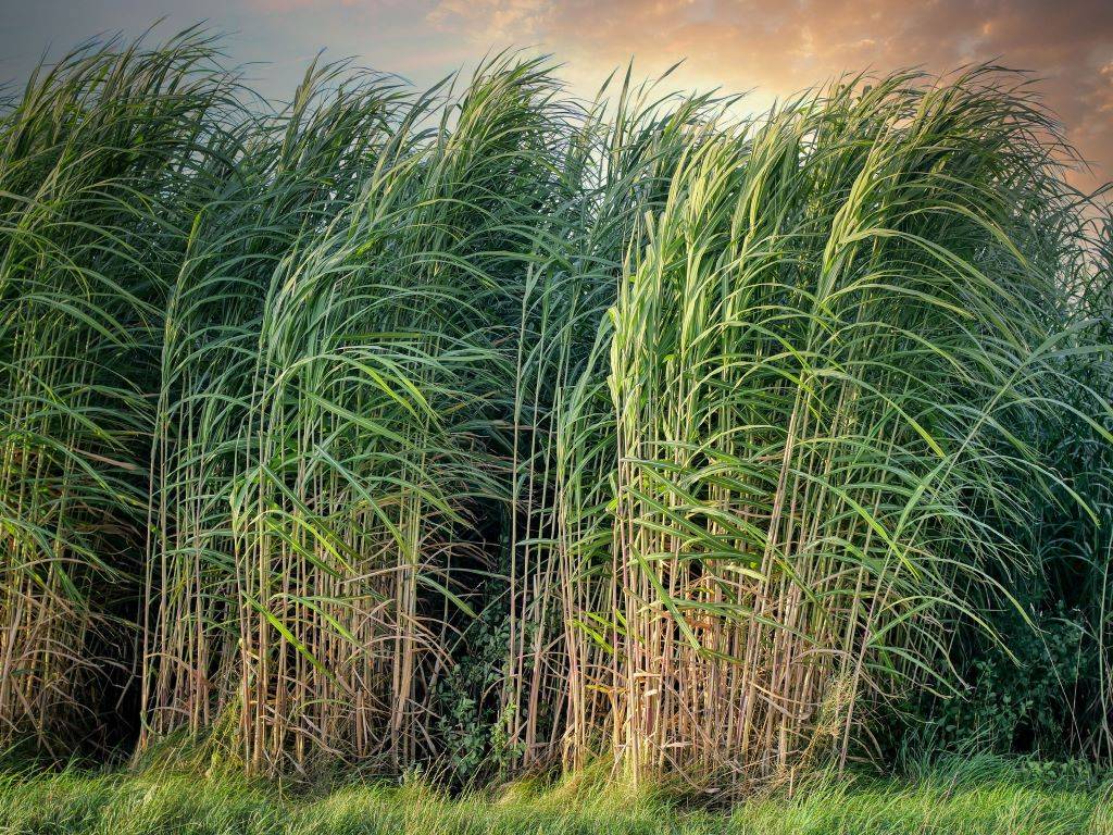 Lush sugarcane field