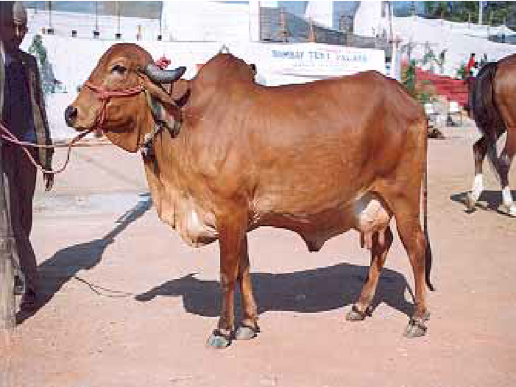 Gir Cow