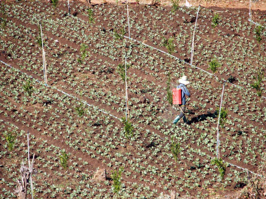 Farmer fertilizing his field