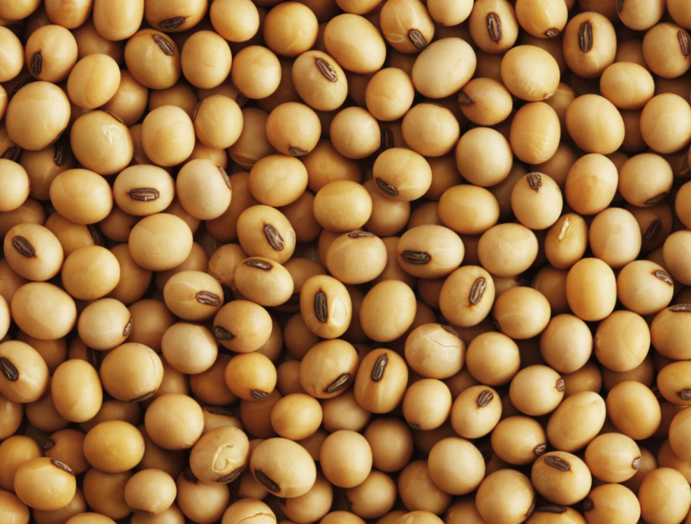 Soybean