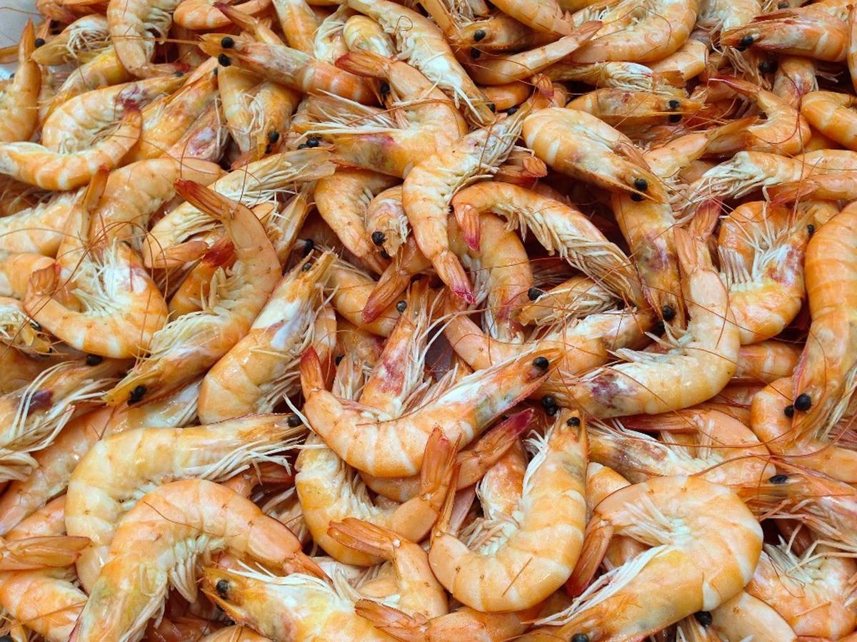 Shrimps