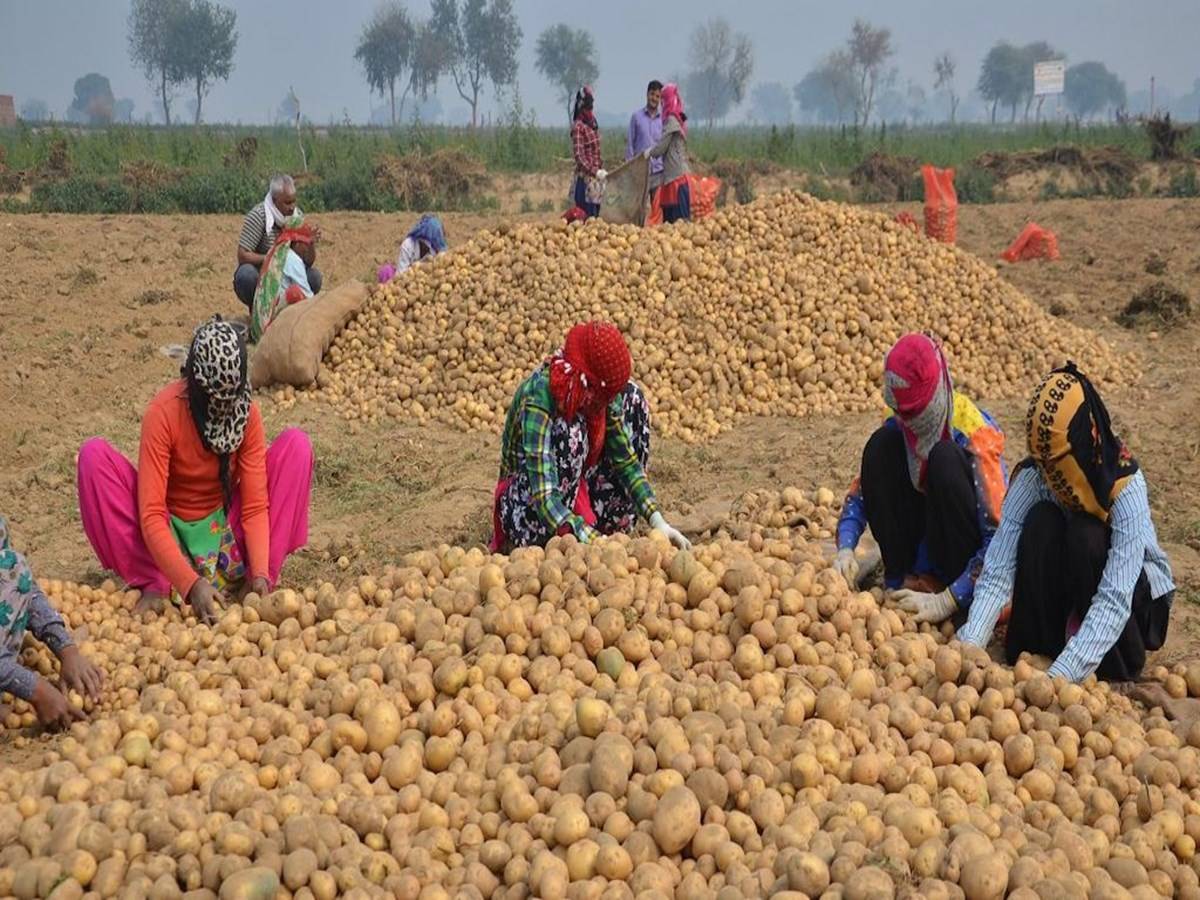 Potato Farmers