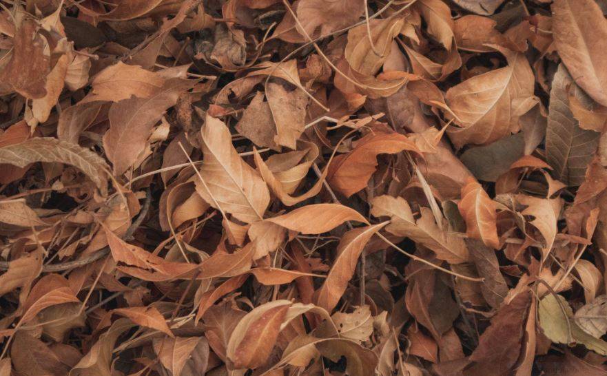 Dry Leaves