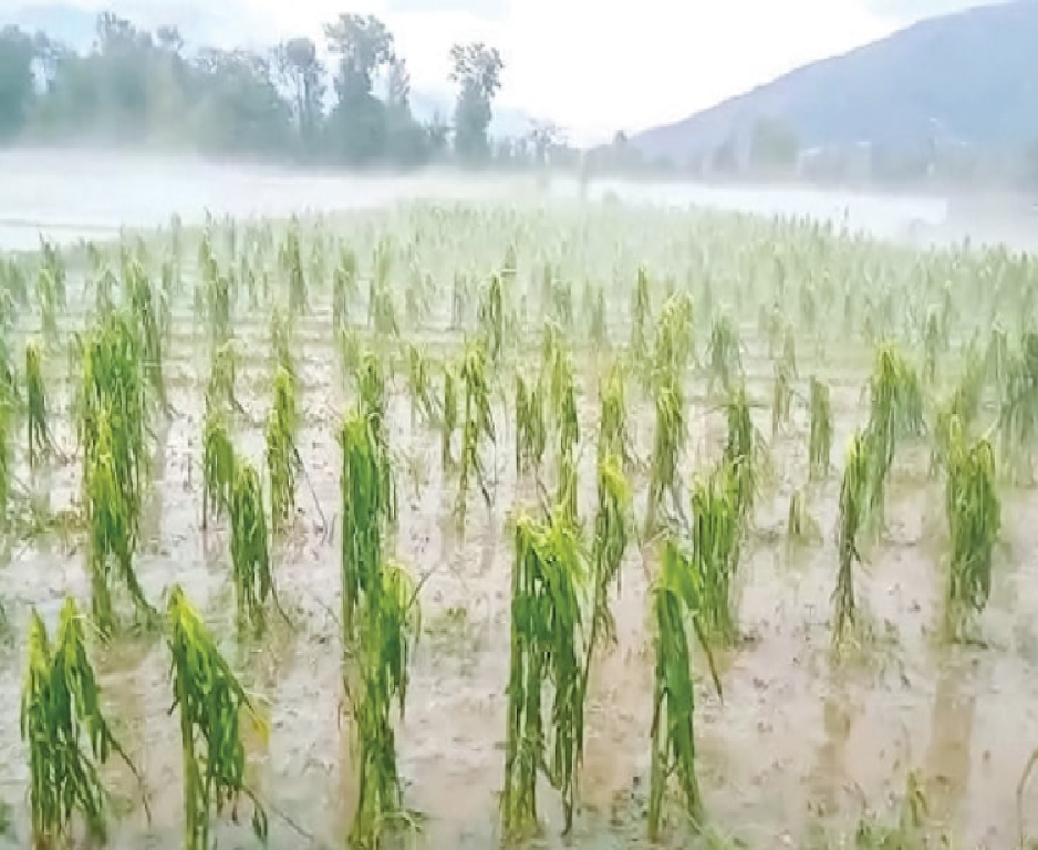 standing paddy damaged crops