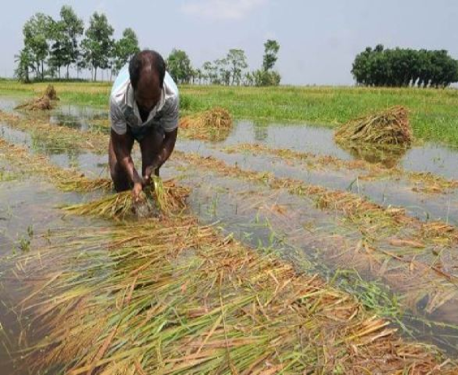rice farmers in kerala