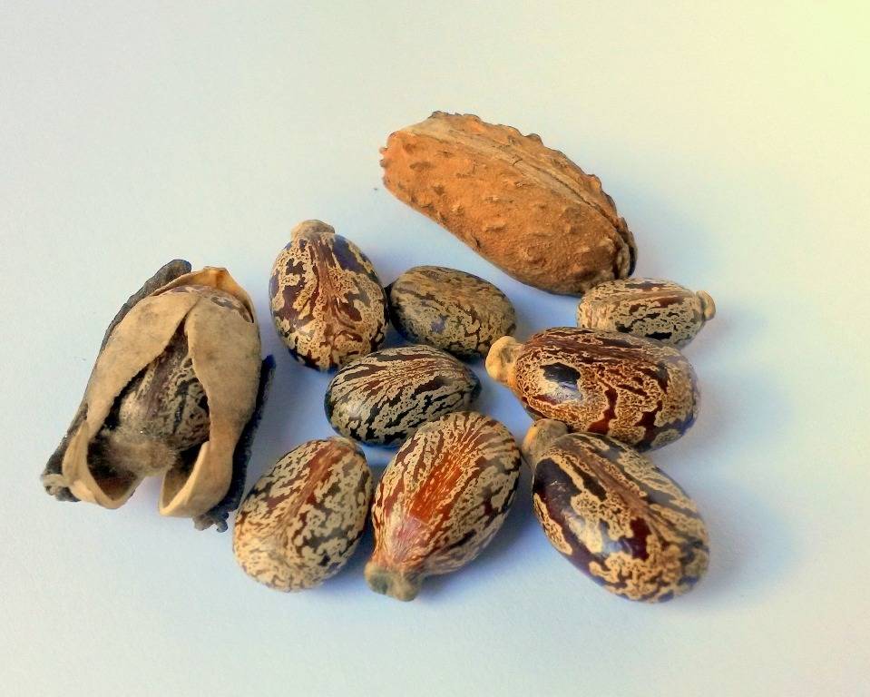 Castor seeds