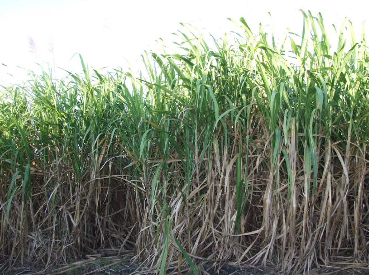 Sugarcane crop