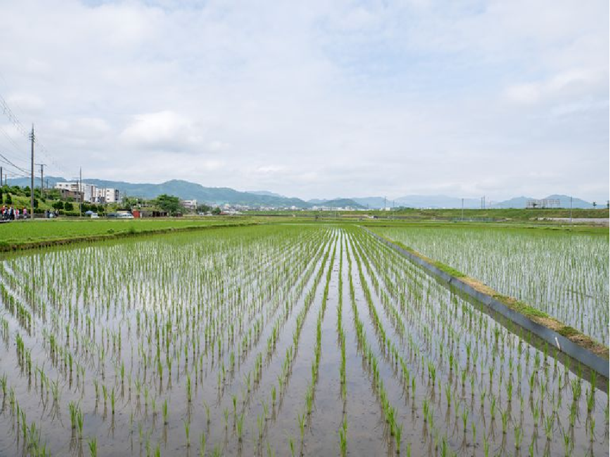 Rice sowing