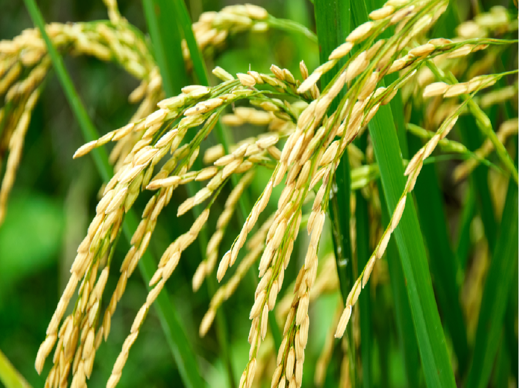 Kharif crop: rice
