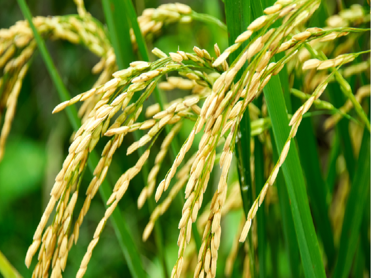 Kharif crop: rice
