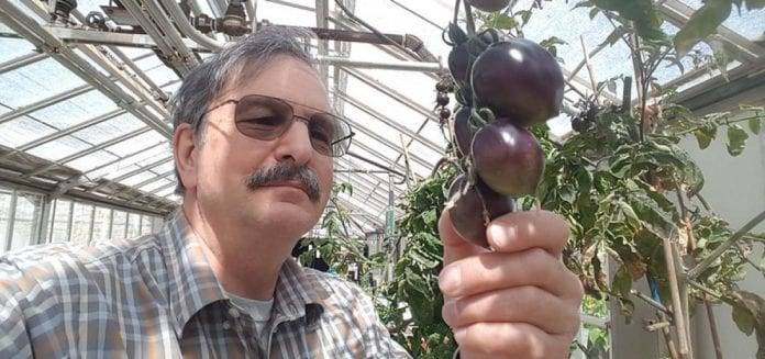 OSU developed antioxidant-rich purple tomato (Source: OSU)