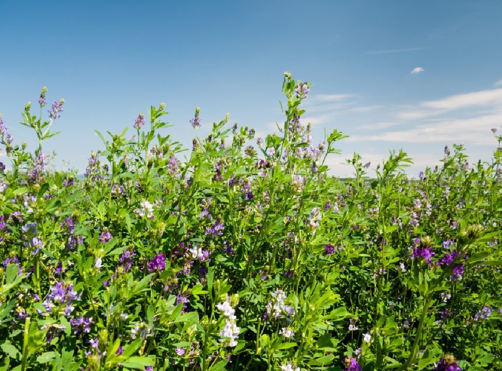 Alfalfa plant