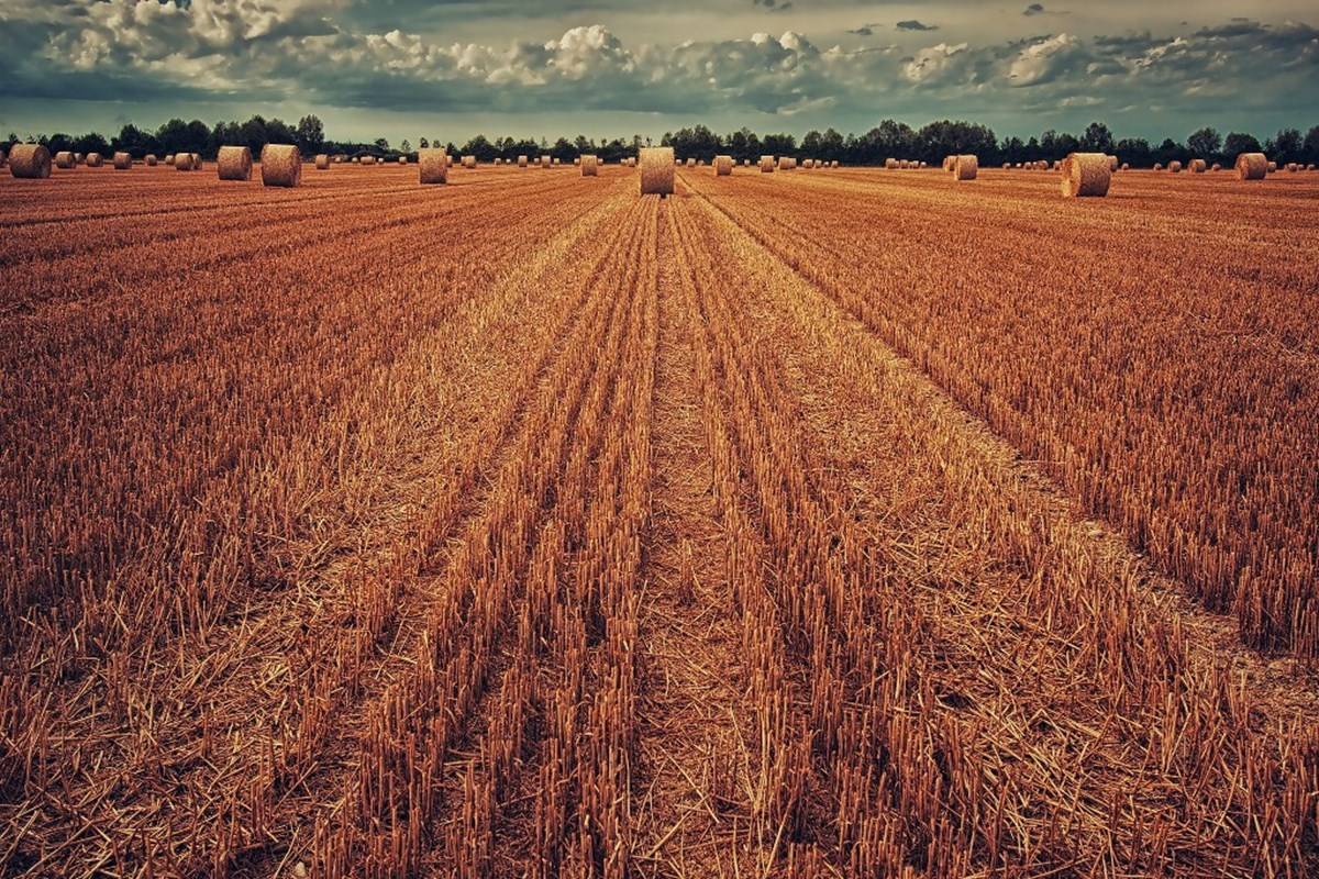 Harvested wheat in field