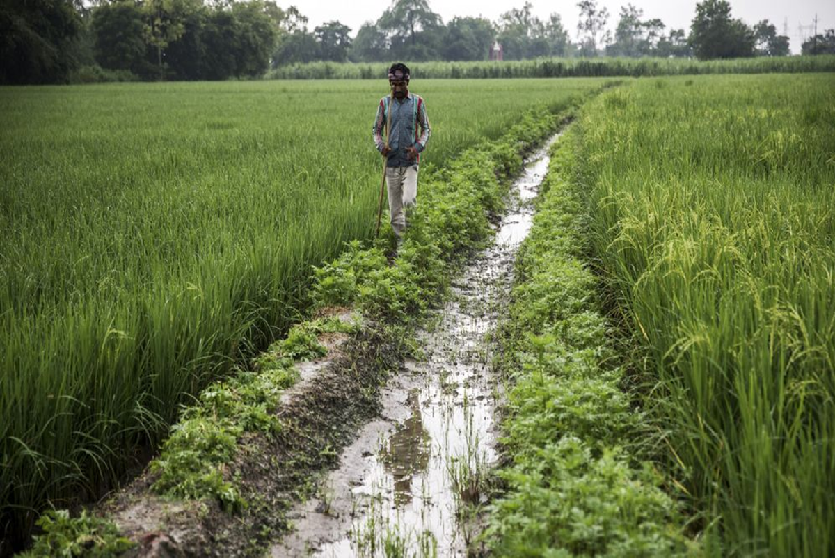 Monsoon brings happiness for farmer