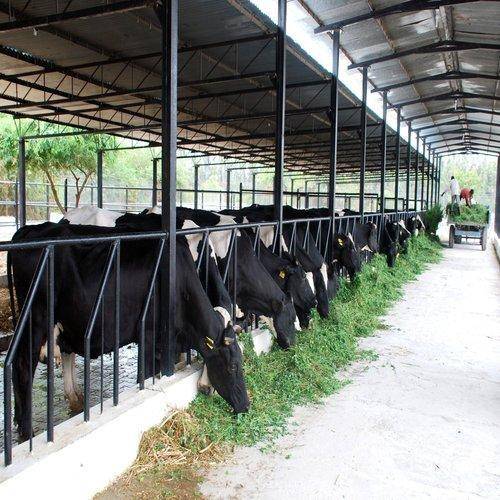 Dairy Farming Business