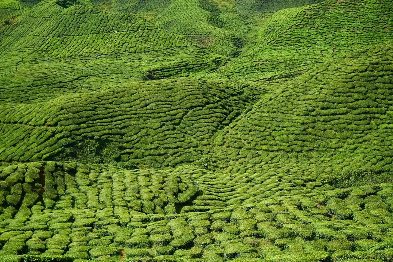 Tea gardens