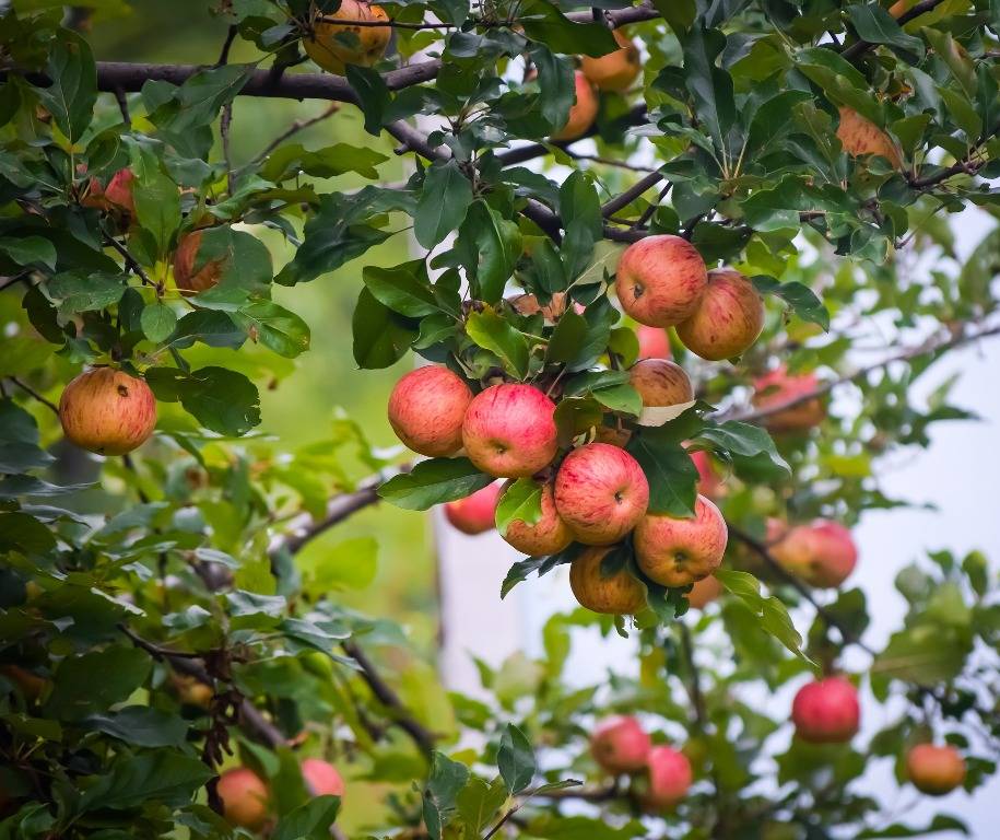 Kashmiri apples