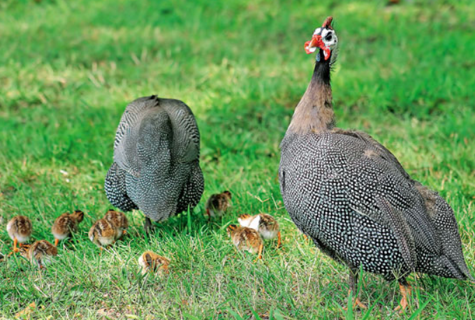 guinea fowl