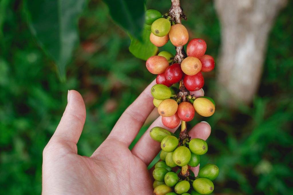 Fresh coffee beans