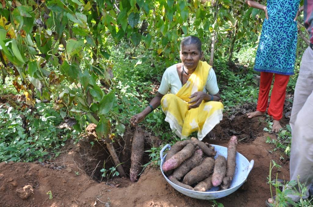 Tubers