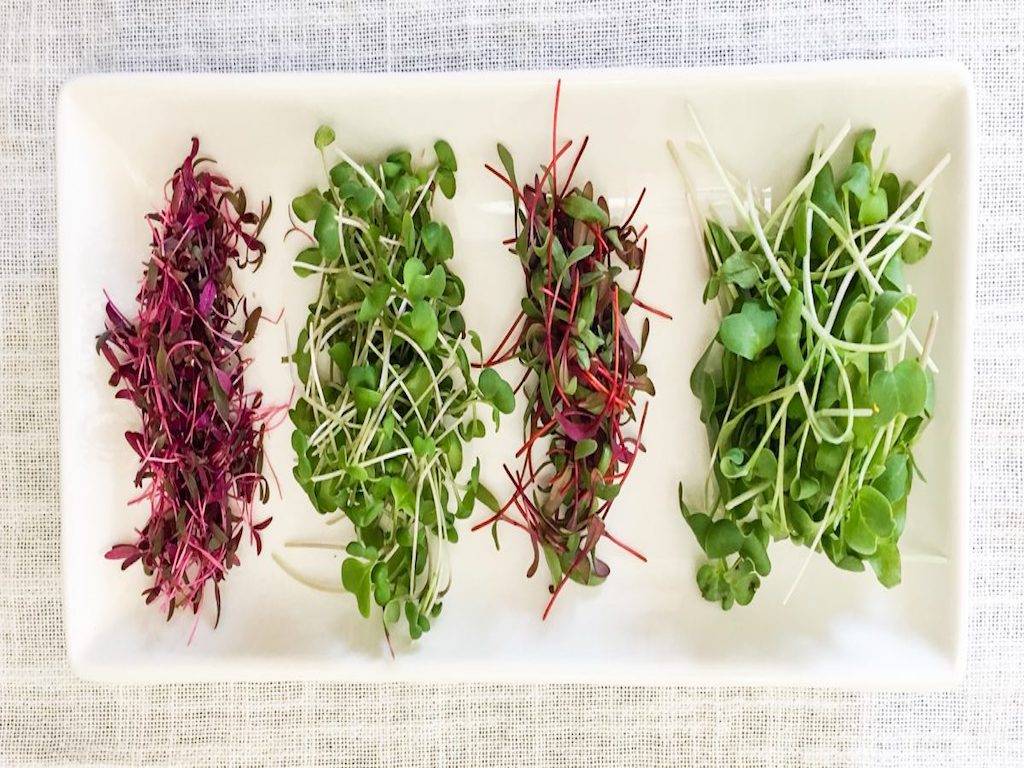 Microgreens