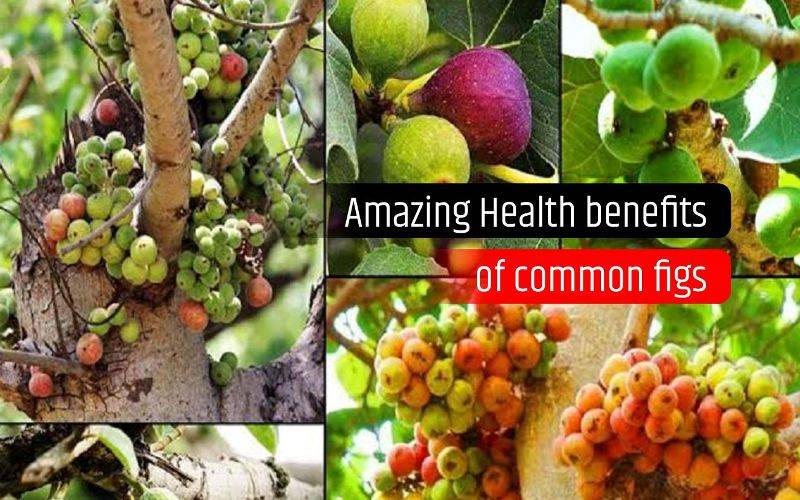 Amazing Uses And Benefits Of Common Figs