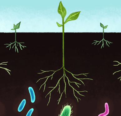 soil-friendly microbes