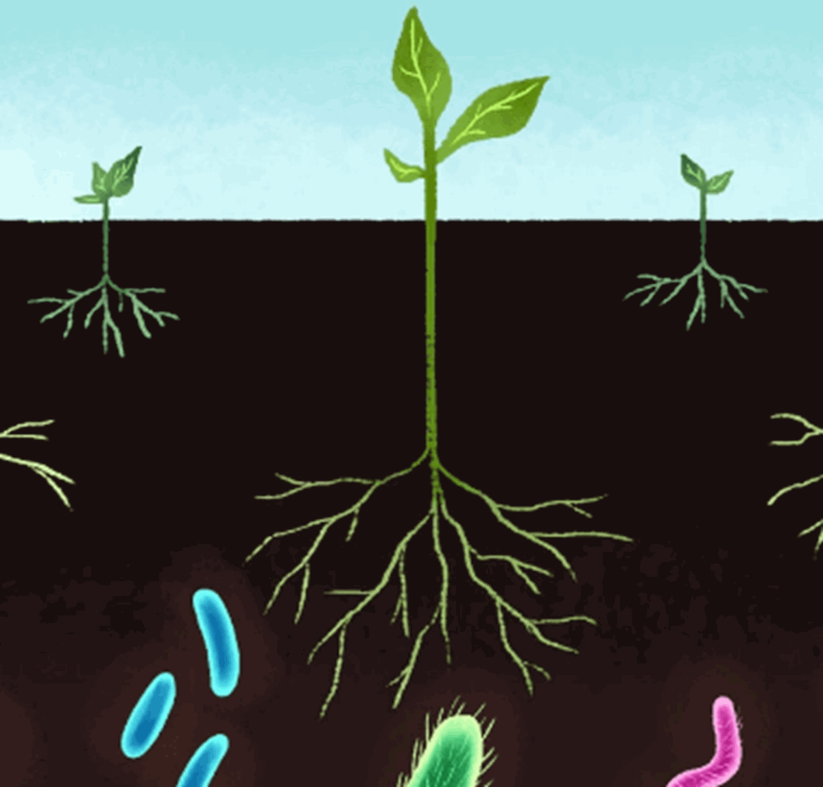 soil-friendly microbes