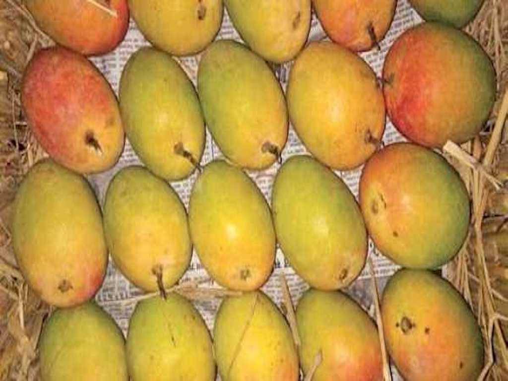 Alphonso Mangoes