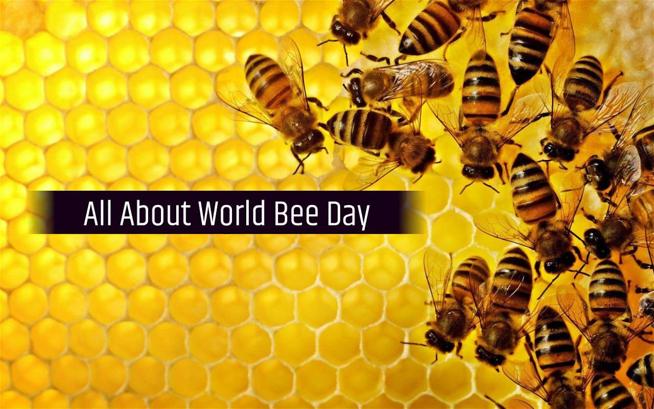 World Bee Day History Significance Main Threats To Bees