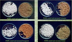 IISR Kozhikode received the patent for Seed Coating Composition