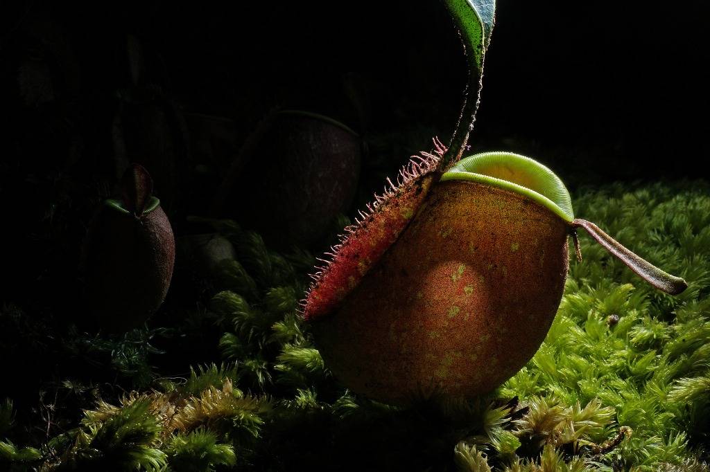 Pitcher Plant