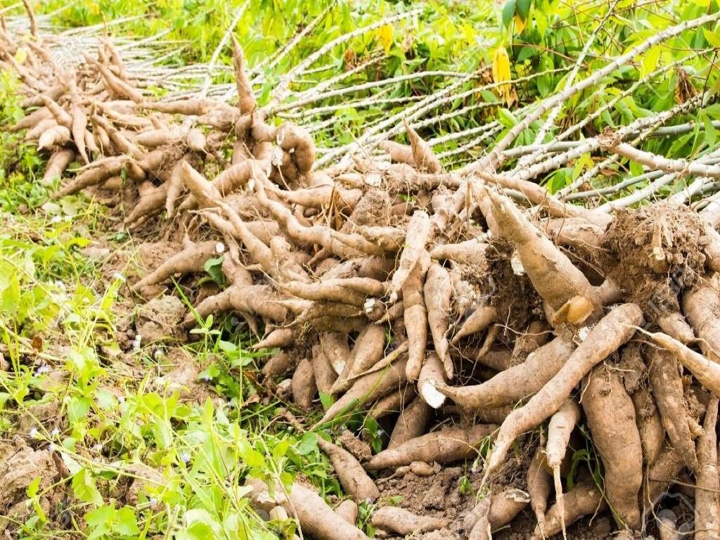 Tapioca is a Tuber Crop