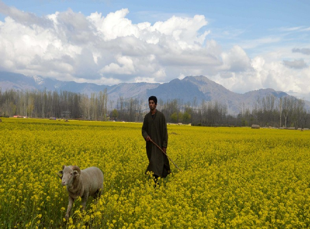 kashmir Agriculture