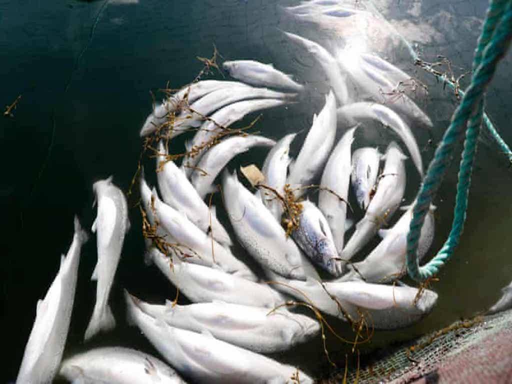 Fish Farming