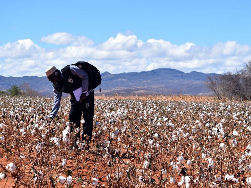 How Long Is A Cotton Picking Minute