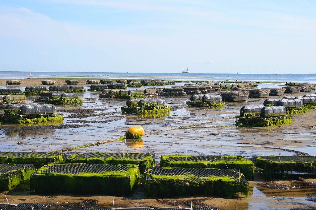 Oyster farms