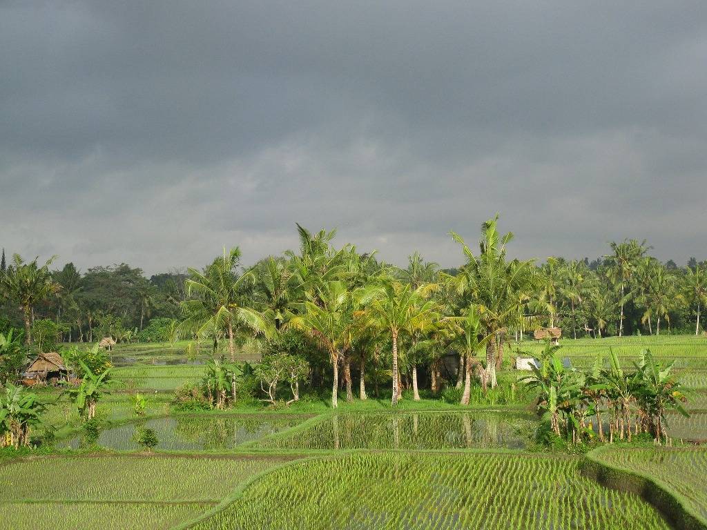 Paddy fields