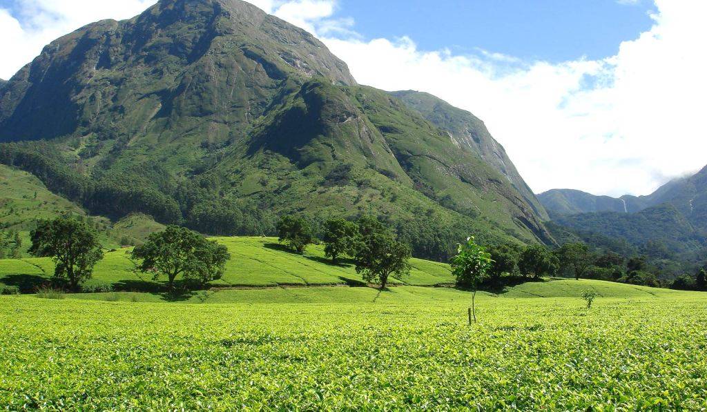 Nilgiri tea gardens