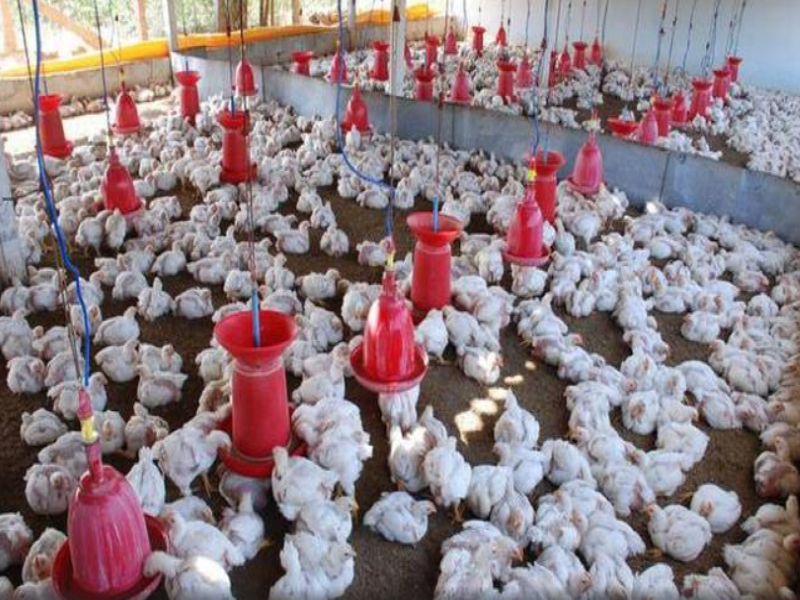 Is Chicken Poultry Profitable