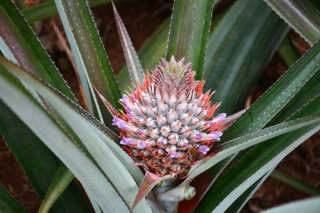 Pineapple plant