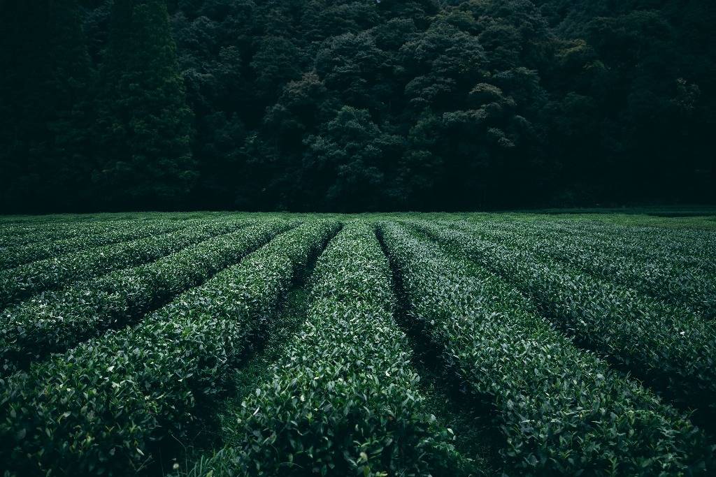 Tea cultivation