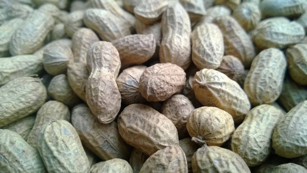 Bumper groundnuts