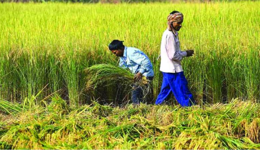 kharif crops