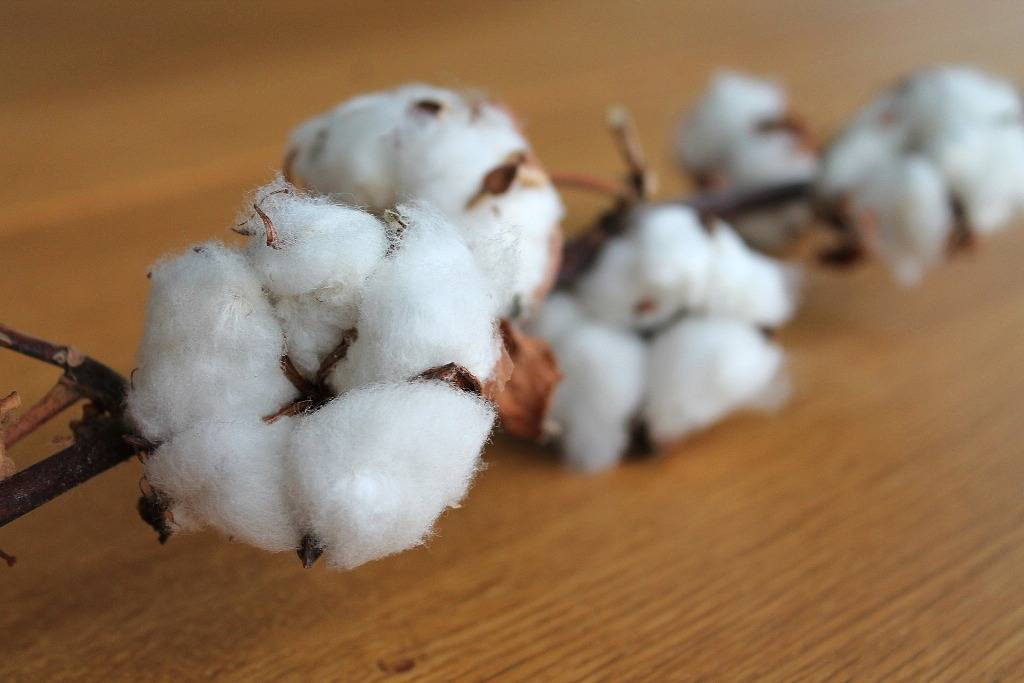Cotton branch on a table