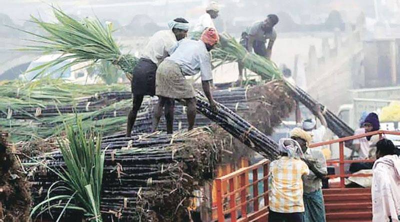 Workers unloading sugarcane at one of the sugar mills of Maharashtra