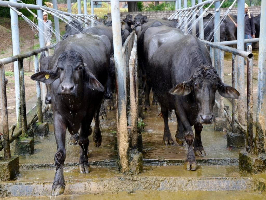 Livestock in India