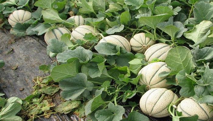 A Complete Guide To Grow Muskmelon At Home