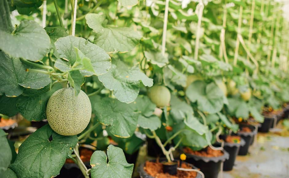 Guide to grow Muskmelon